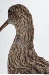 Photo Textures of Animal Skin